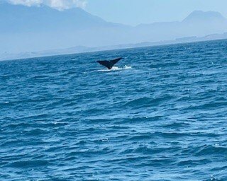 whale-2